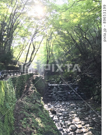 光が差し込む自然溢れる場所③ 89653199