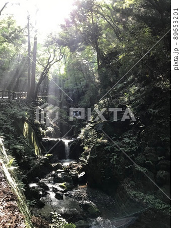 光が差し込む自然溢れる川① 89653201