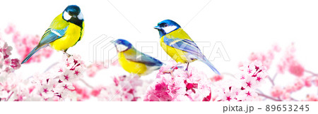 Great tit sitting on a tree branch in spring weather 89653245