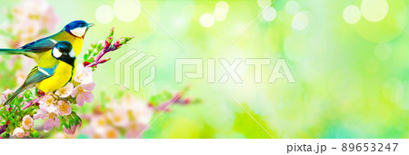 Great tit sitting on a tree branch in spring weather 89653247