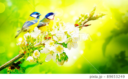 Great tit sitting on a tree branch in spring weather 89653249