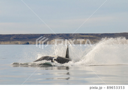 Southern right whale,jumping behavior, Puerto Madryn,  89653353