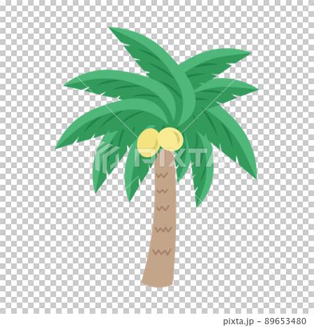 790+ Palm Tree Transparent Background Stock Illustrations, Royalty