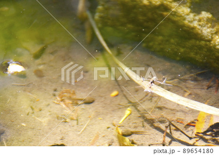 水面を散歩するアメンボ 89654180