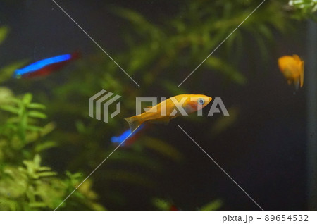 楊貴妃メダカ 89654532
