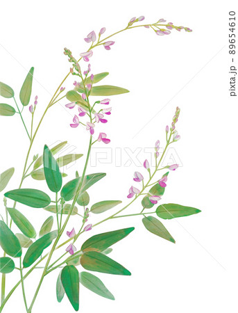 初秋に咲く薄紫のヌスビトハギの花 89654610