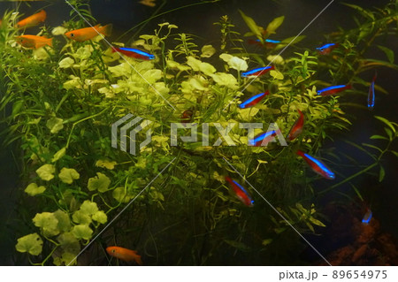 楊貴妃メダカ　カージナルテトラ　水槽 89654975