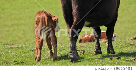 Young adorable beef cattle calf with its mother turned shyly away from camera 89655401