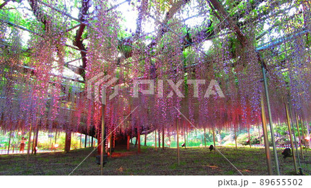 ライトアップされ輝く美しい藤の花 ライトアップされ輝く美しい藤の花 89655502