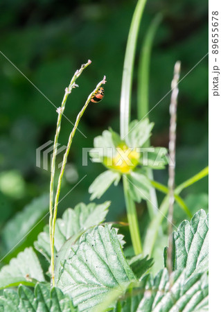 バグ 昆虫 苦悩 89655678