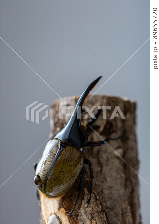 ヘラクレスオオカブト ヘラクレスオオカブト 89655720