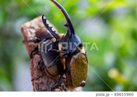 ヘラクレスオオカブト 89655960