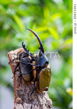 ヘラクレスオオカブト 89655961