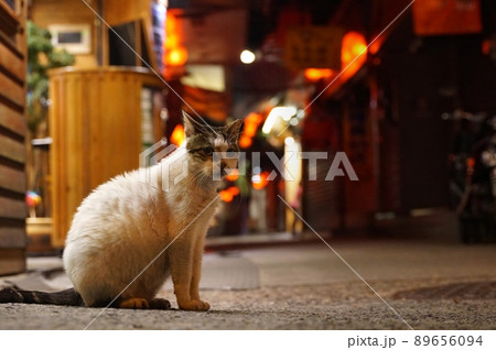 飼い主を待ってる商店街の猫・台湾の九份(九分) 飼い主を待ってる商店街の猫・台湾の九份(九分) 89656094