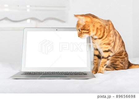 Ginger cat and laptop on blurred room background 89656698