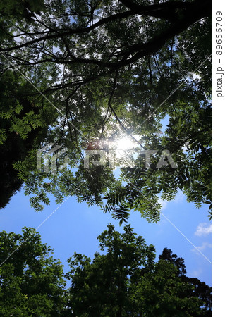 新潟 佐渡 石名地区の森林風景(新緑のイメージ) 新潟 佐渡 石名地区の森林風景(新緑のイメージ) 89656709