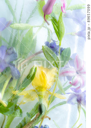 Spring flowers in ice. Frozen fresh narcissus, muscari and hyacinth in 89657099