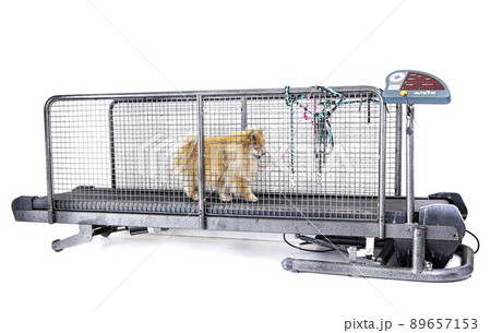 treadmill for dog in studio 89657153