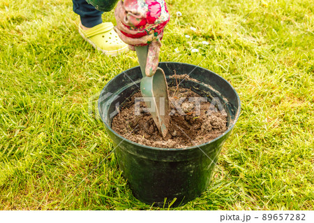 Woman planting tomato seedling in organic garden. Gardening at springtime 89657282