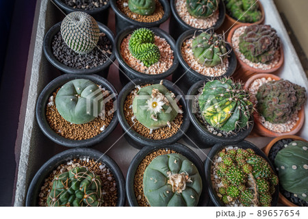 Lophophora williamsii blooms among other cacti on the tray in a plant shop. That cactus is known as peyote which contains mescaline. 89657654