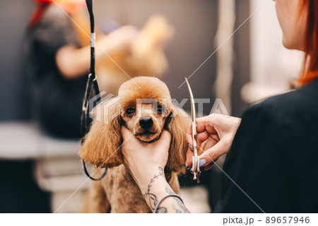 Poodle haircut. The master performs work in the grooming salon. 89657946