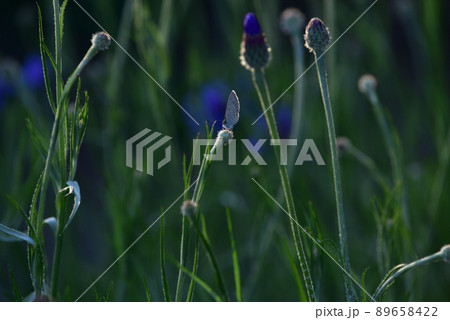 北杜市白州町、ヤグルマギクの蕾の上で羽を休めるシジミチョウ 89658422