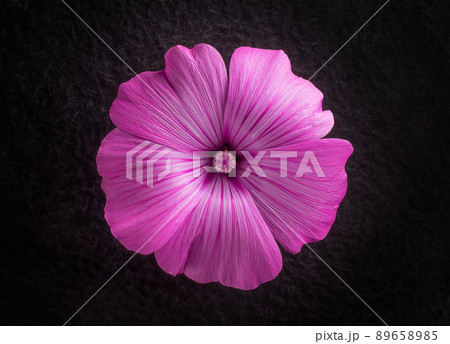 Top view of a flower on a black background. Studio shot. 89658985
