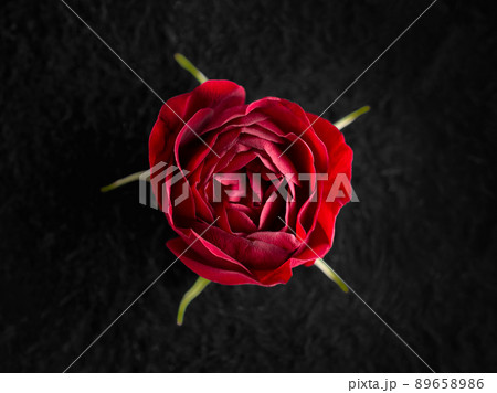 Studio shot of flower on black background. Macro shoot. 89658986
