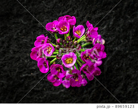 Studio shot of flower on black background. View above. Studio shot of flower on black background. View above. 89659123