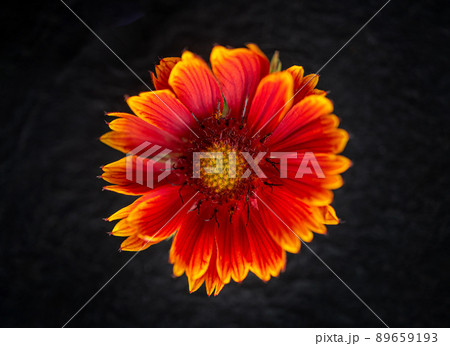 Top view of a flower on black background. Bright and beautiful flower. Top view of a flower on black background. Bright and beautiful flower. 89659193