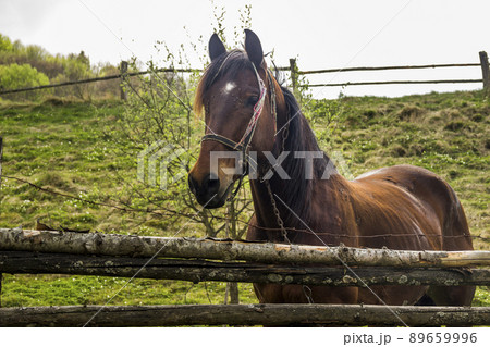 horse in the pen horse in the pen 89659996