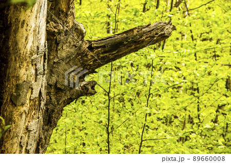 bough of the beech tree 89660008