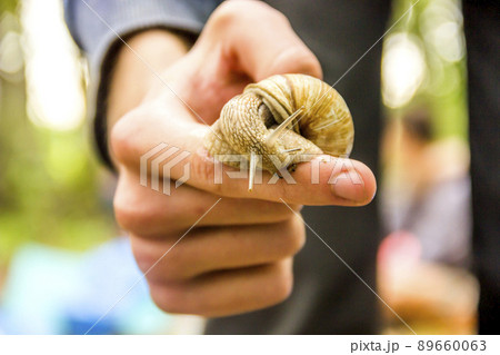 a big garden snail (Helix pomatia) a big garden snail (Helix pomatia) 89660063