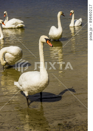 a white swans at the lake Somynets, Shatsk, Ukraine a white swans at the lake Somynets, Shatsk, Ukraine 89660217