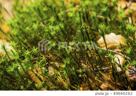 close-up of moss in the forest close-up of moss in the forest 89660262