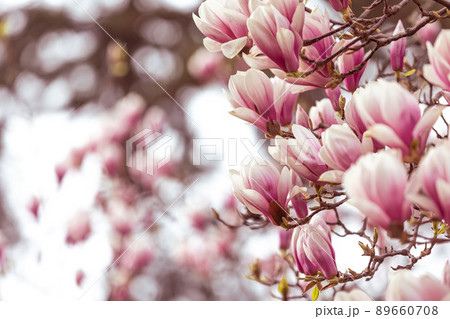 Spring floral background, beautiful bloomed light, pink magnolia flowers in a soft light, selective focus, nature concept 89660708