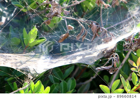 Cobwebs on the leaves and branches of a tree in a city park in northern Israel 89660814