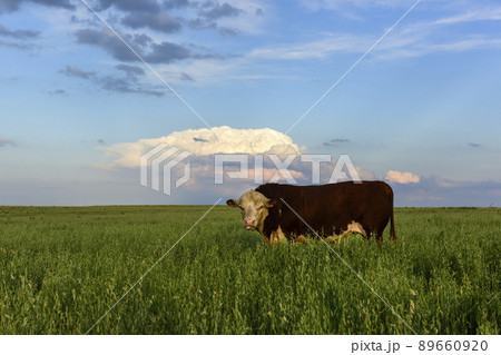 Bull raised with natural grass, Argentine meat production 89660920