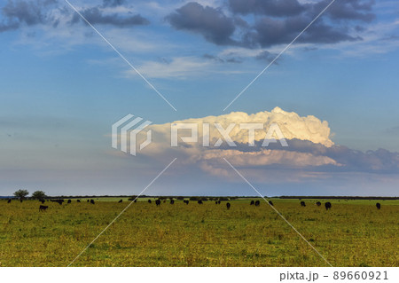 Cows raised with natural grass, Argentine meat production 89660921