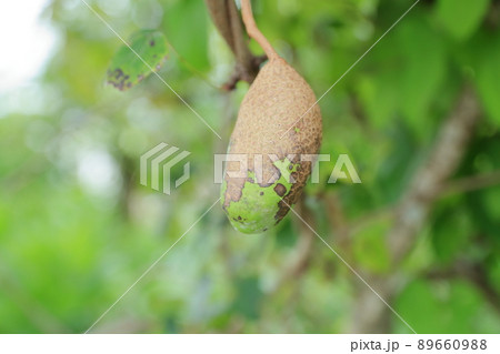 栄養価の高い健康食品　アケビ（滋養強壮、美肌効果　ミツバアケビ） 89660988