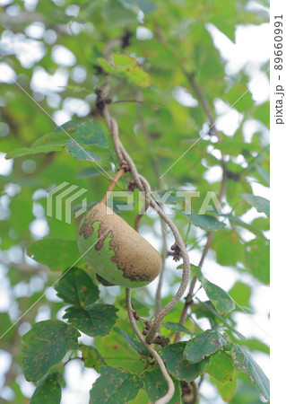 栄養価の高い健康食品　アケビ（滋養強壮、美肌効果　ミツバアケビ） 89660991