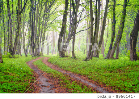 Fog in the spring forest. A natural landscape after rain in the forest. Road through the forest. 89661417