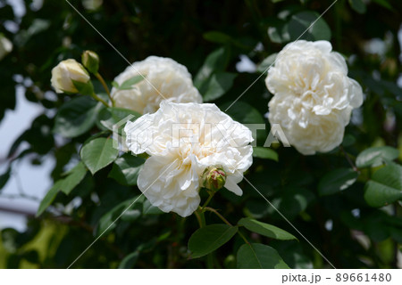 ソンブルーイ　バラの花 89661480