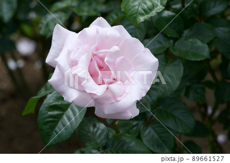 プロミス バラの花 プロミス バラの花 89661527