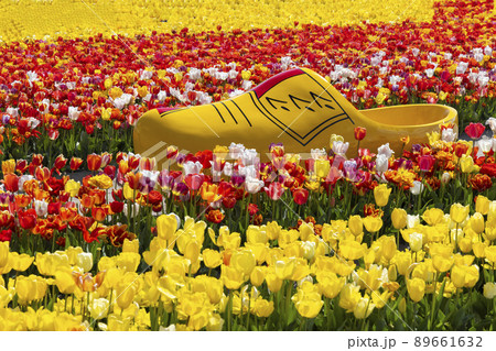Field of tulips with clog near Keukenhof, The Netherlands Field of tulips with clog near Keukenhof, The Netherlands 89661632