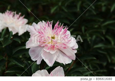 シャクヤク（芍薬）　Paeonia lactiflora 89661680