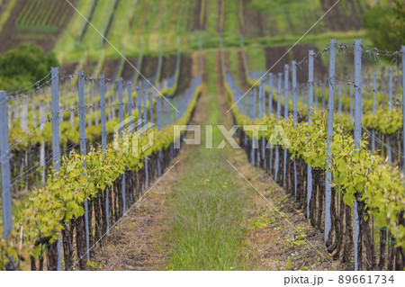 Spring vineyard near Cejkovice, Southern Moravia, Czech Republic Spring vineyard near Cejkovice, Southern Moravia, Czech Republic 89661734