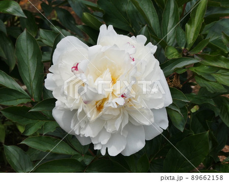 芍薬 アラタマ Paeonia lactiforia'Aratama' 新珠 89662158