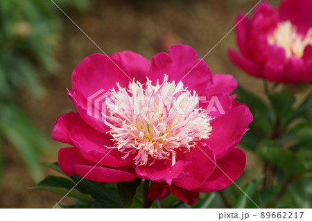 芍薬 ビロード クイーン Paeonia lactiforia'Velvet Queen' 89662217