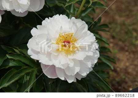 芍薬 'ウキベニ' 浮紅 Paeonia lactiflora 'Ukibeni' 89662218